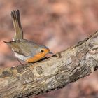 Das Rotkehlchen (Erithacus rubecula)