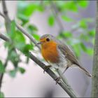 Das Rotkehlchen ..... (Erithacus rubecula)