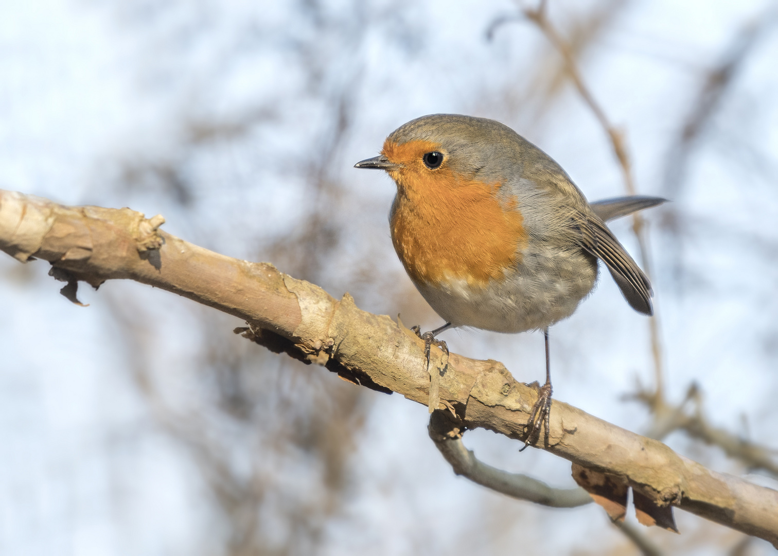 Das Rotkehlchen (Erithacus rubecula)