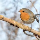 Das Rotkehlchen (Erithacus rubecula)