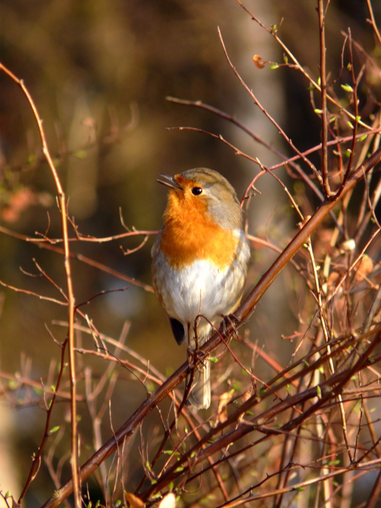 Das Rotkehlchen (Erithacus rubecula)