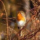 Das Rotkehlchen (Erithacus rubecula)