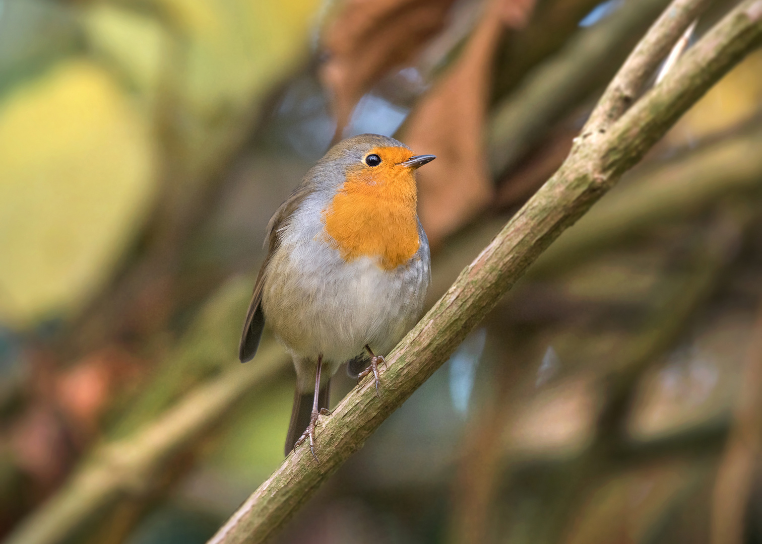 Das Rotkehlchen (Erithacus rubecula)