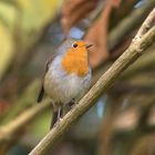 Das Rotkehlchen (Erithacus rubecula)