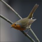 Das Rotkehlchen ..... (Erithacus rubecula)