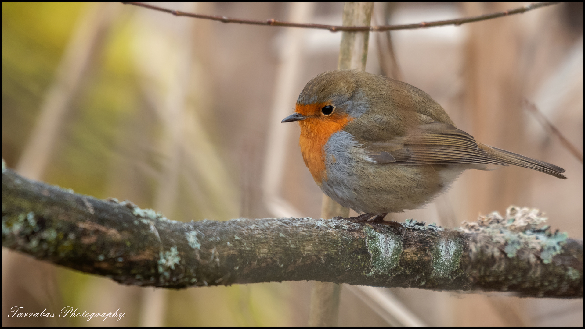 Das Rotkehlchen (Erithacus rubecula)