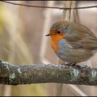 Das Rotkehlchen (Erithacus rubecula)