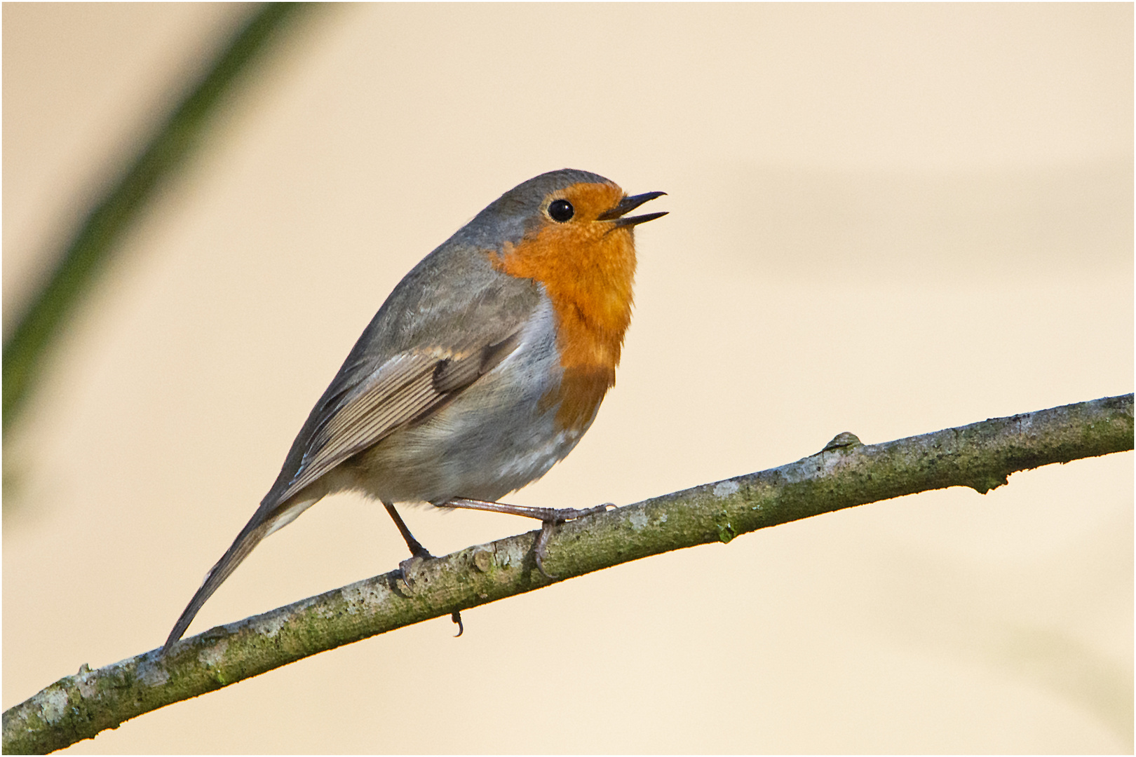 Das Rotkehlchen (Erithacus rubecula) trällerte  . . .