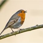 Das Rotkehlchen (Erithacus rubecula) trällerte  . . .