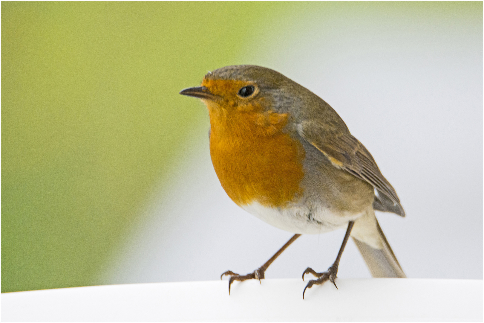 Das Rotkehlchen (Erithacus rubecula) zeigt sich jetzt . . .