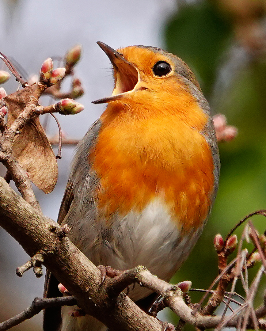 Das Rotkehlchen... Foto & Bild tiere, wildlife, wild lebende vögel Bilder auf