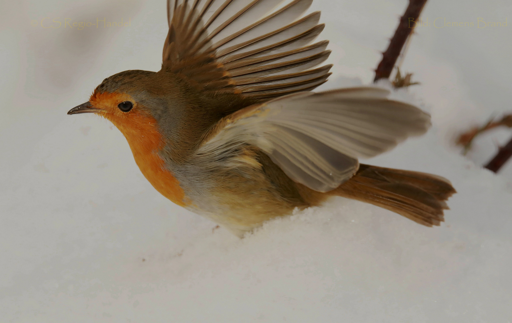 Das Rotkehlchen im Schnee II