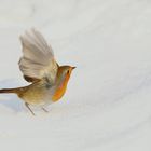 Das Rotkehlchen im Schnee IV