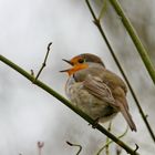 das Rotkehlchen in Frühlingsstimmung