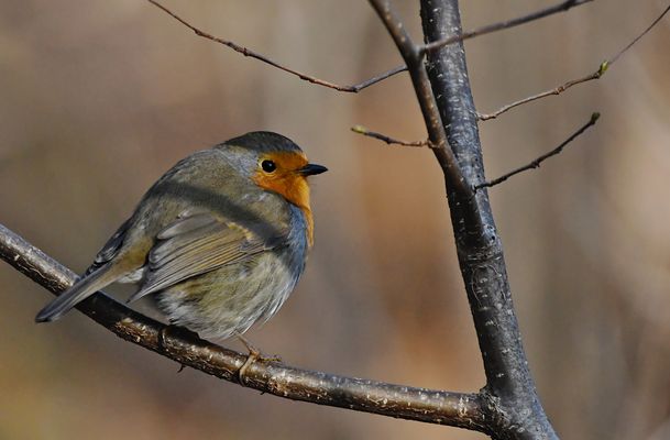 Das Rotkelchen hat sich fein gemacht...