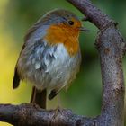 Das Rotkelchen im Garten