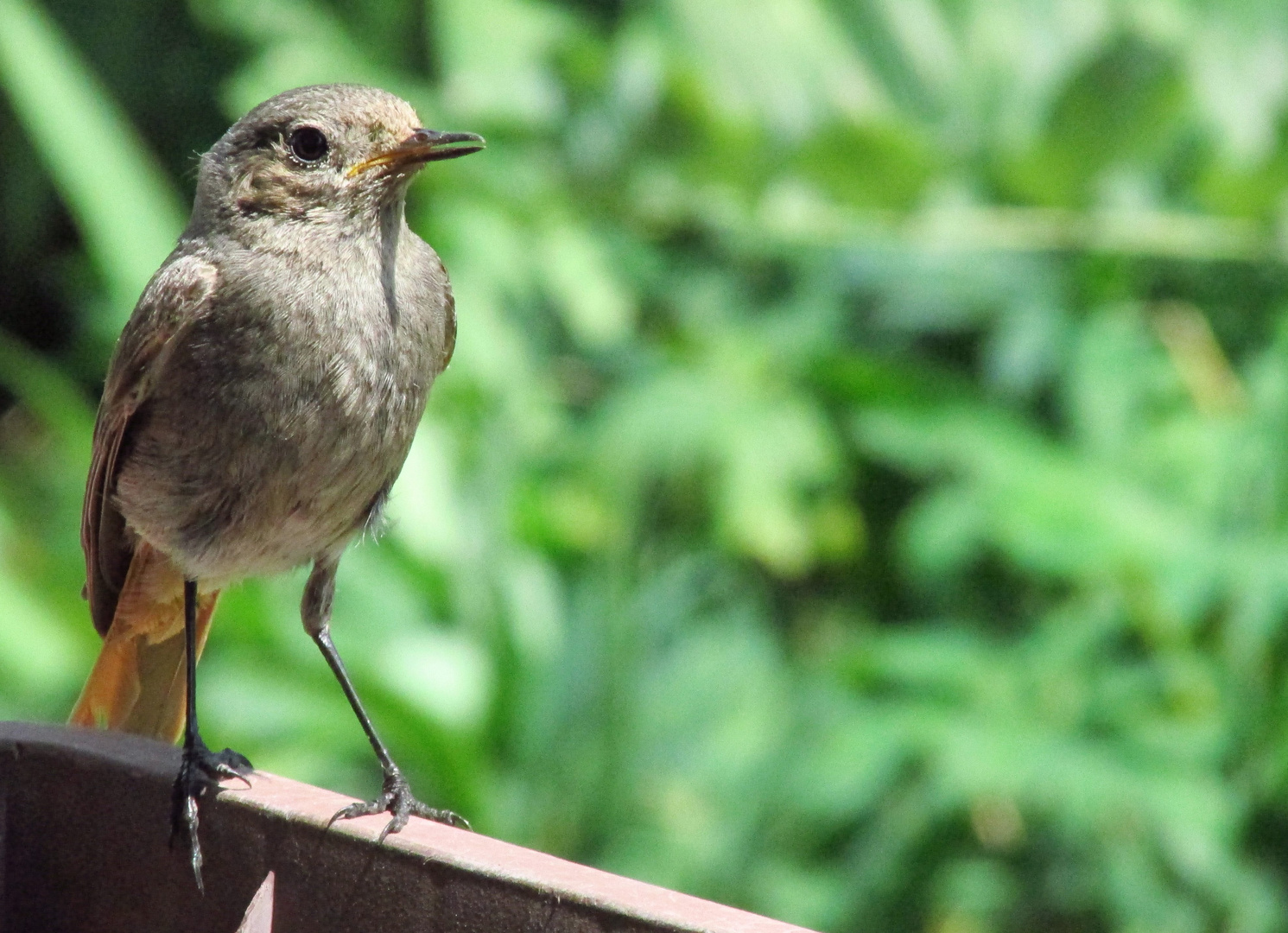 Das Rotschwänchen in mein Garten