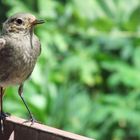 Das Rotschwänchen in mein Garten