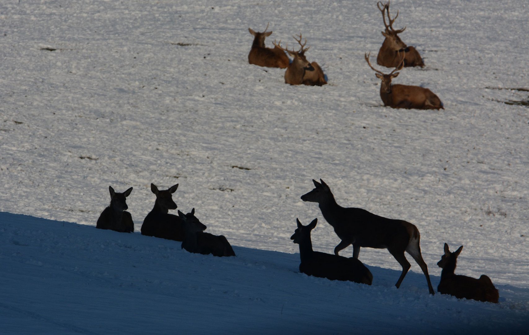 Das Rotwild genießt die kurzen Sonnenstrahlen im Schnee.