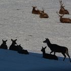 Das Rotwild genießt die kurzen Sonnenstrahlen im Schnee.