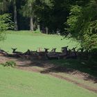 Das Rotwild hat sich im Schatten nieder getan