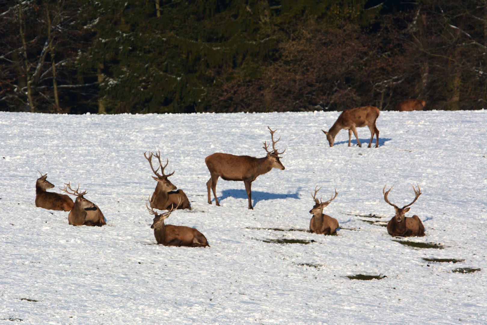 Das Rotwild nutzt die kurzen Sonnenstrahlen im Schnee.