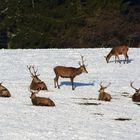 Das Rotwild nutzt die kurzen Sonnenstrahlen im Schnee.