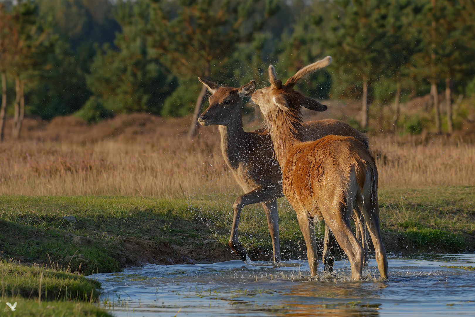 Das Rotwild - Paar (Cervus elaphus) ...