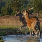 Das Rotwild - Paar (Cervus elaphus) ...