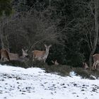 Das Rotwild tritt aus der Dickung