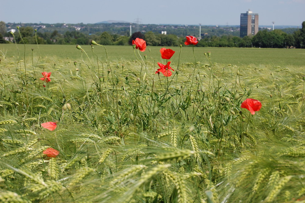 Das Ruhrgebiet - Industrie und Schmutz