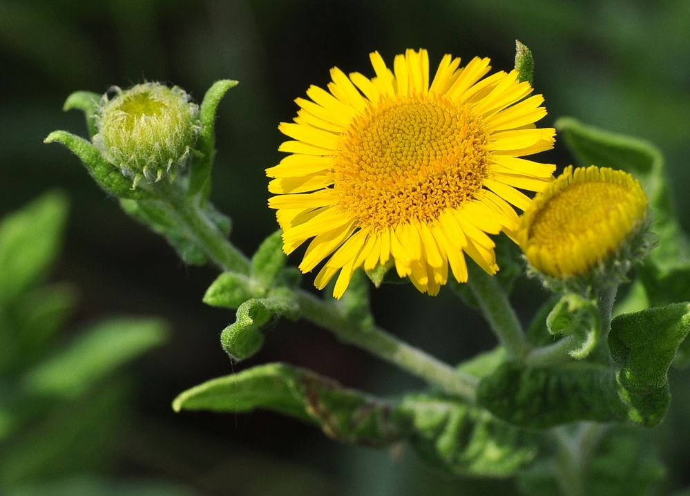 Das Ruhrkraut (Pulicaria dysenterica)