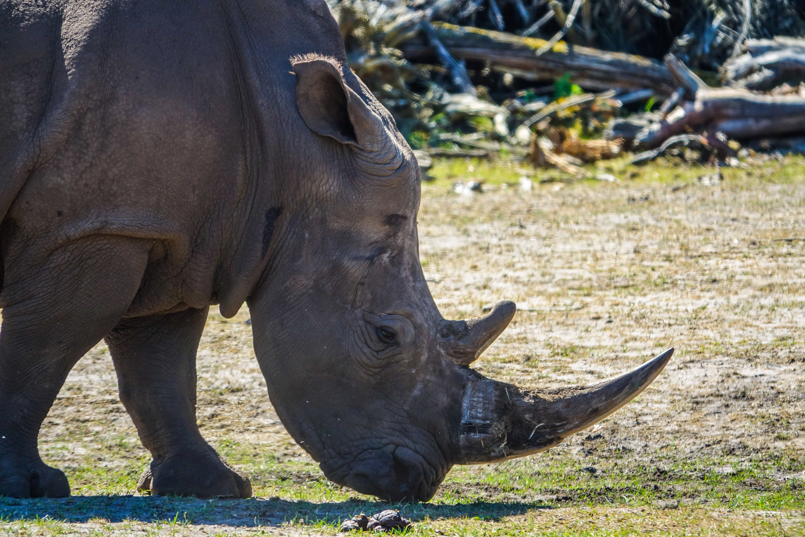 Das Safari Abenteuer