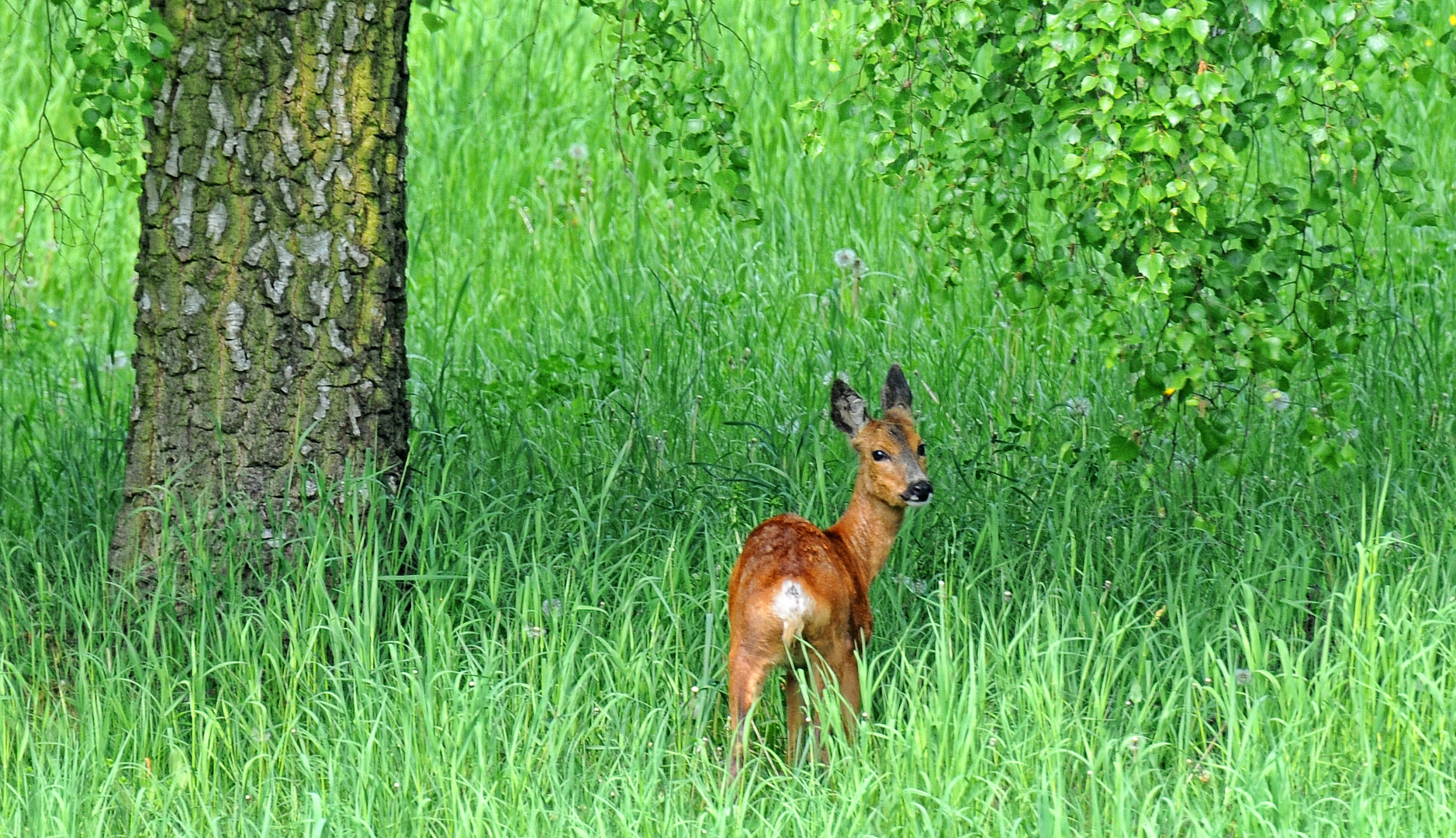 Das saftige Gras ...