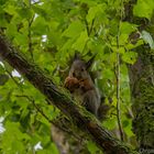 Das Sammelhörnchen