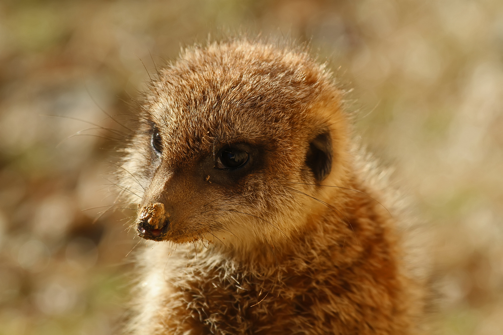 Das "Sandmännchen"