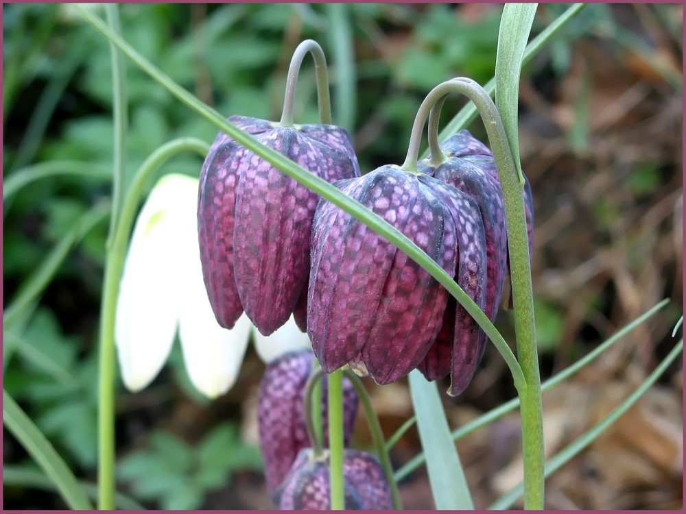 Das Schachbrett der Natur