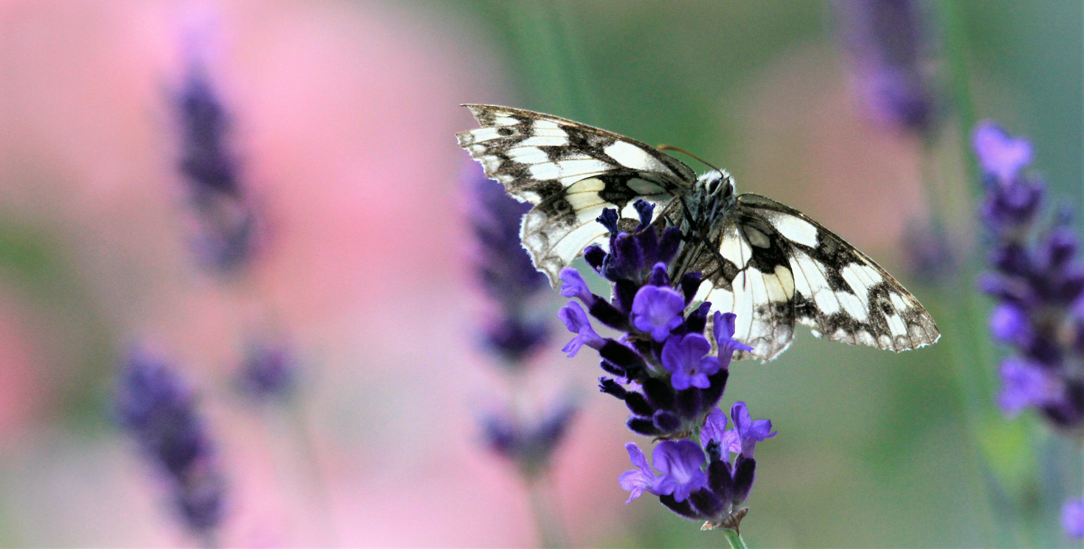 Das Schachbrett  (Melanargia galathea)