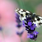 Das Schachbrett  (Melanargia galathea)