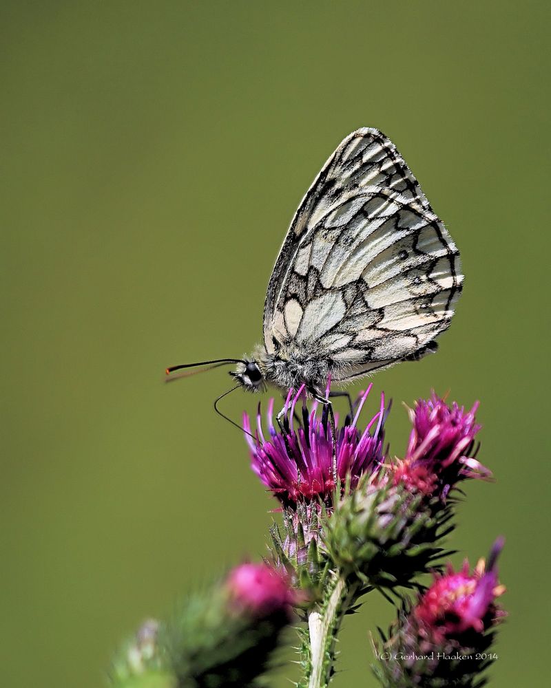 Das Schachbrett oder Damenbrett (Melanargia galathea)