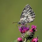 Das Schachbrett oder Damenbrett (Melanargia galathea)