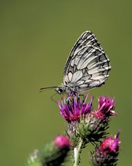 Das Schachbrett oder Damenbrett (Melanargia galathea)