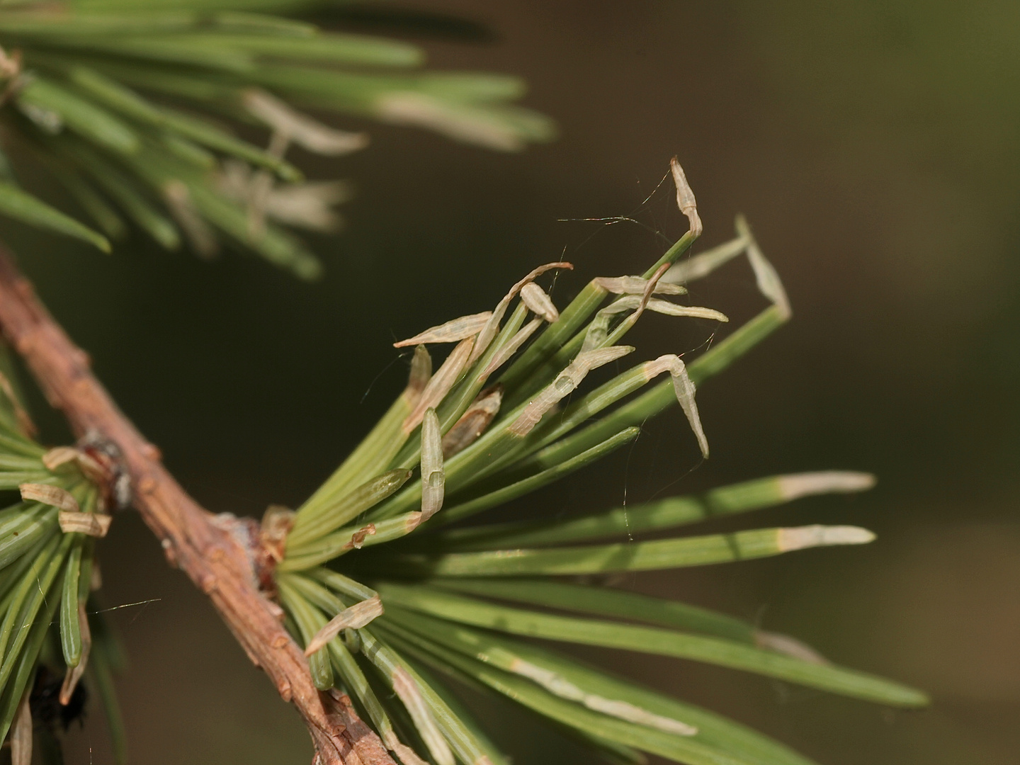 Das "Schadbild" der Lärchen-Miniermotte (Coloeophora laricella) an diesjährigen Lärchentrieben