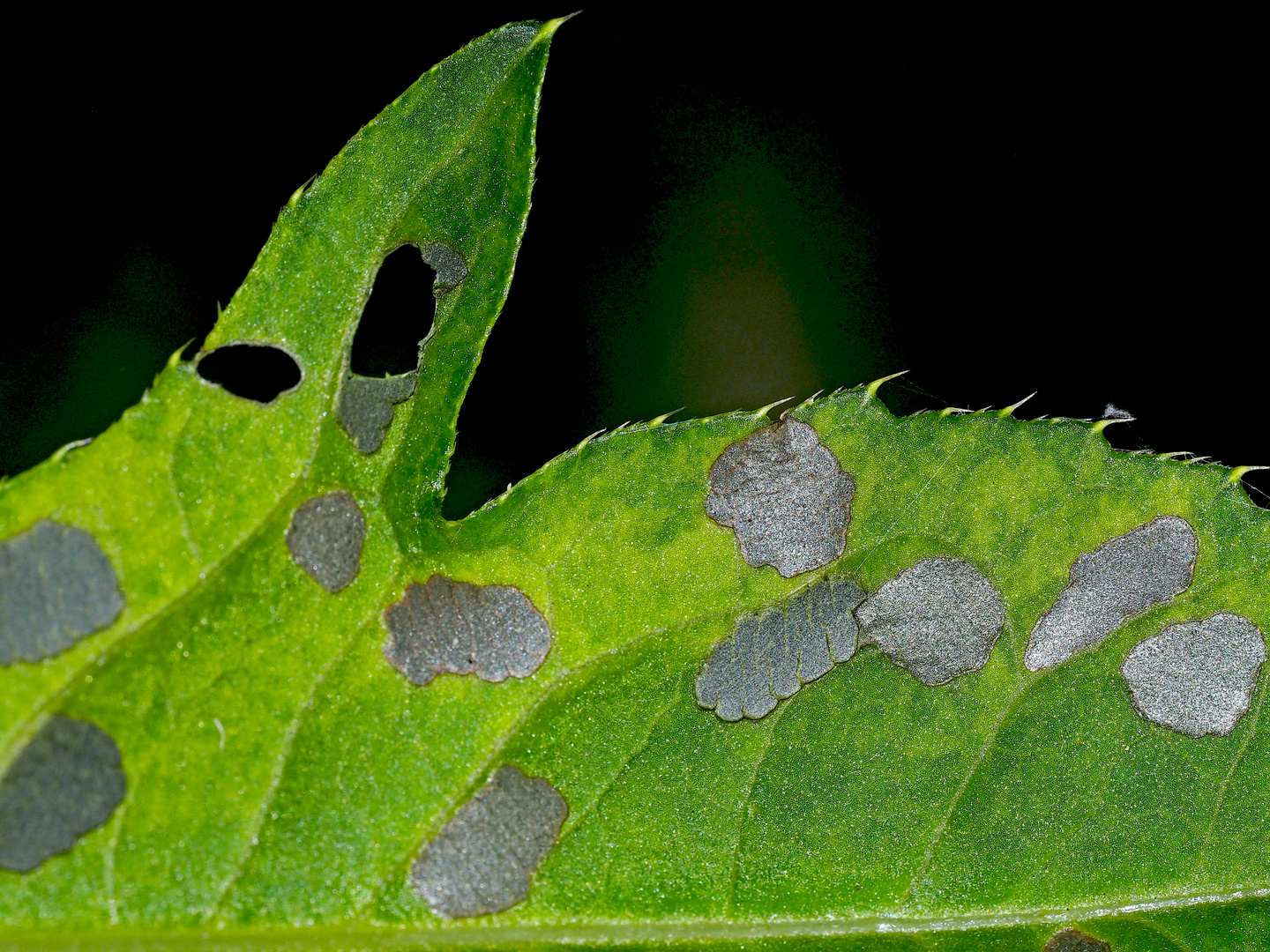 Das Schadbild der Larven des Distelschildkäfers (Cassida rubiginosa).