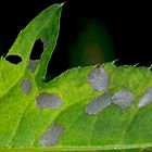 Das Schadbild der Larven des Distelschildkäfers (Cassida rubiginosa).