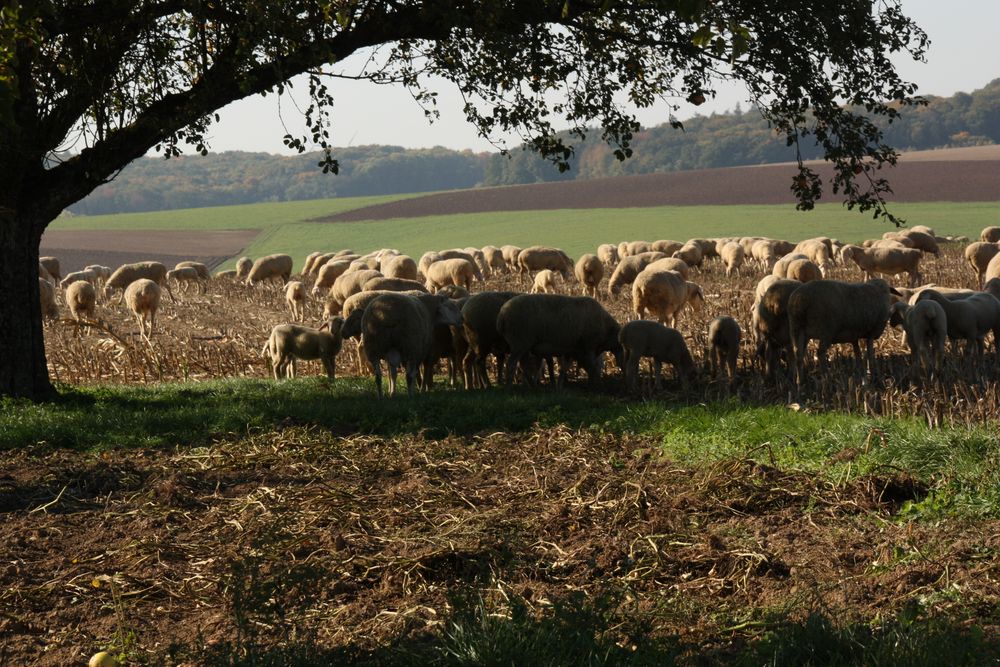 " DAS Schäfchen zur LiNKEN ; das GLÜCK soll Dir winken "