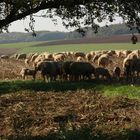 " DAS Schäfchen zur LiNKEN ; das GLÜCK soll Dir winken "