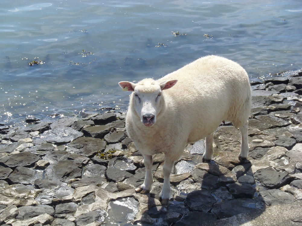 Das Schaf am Meer
