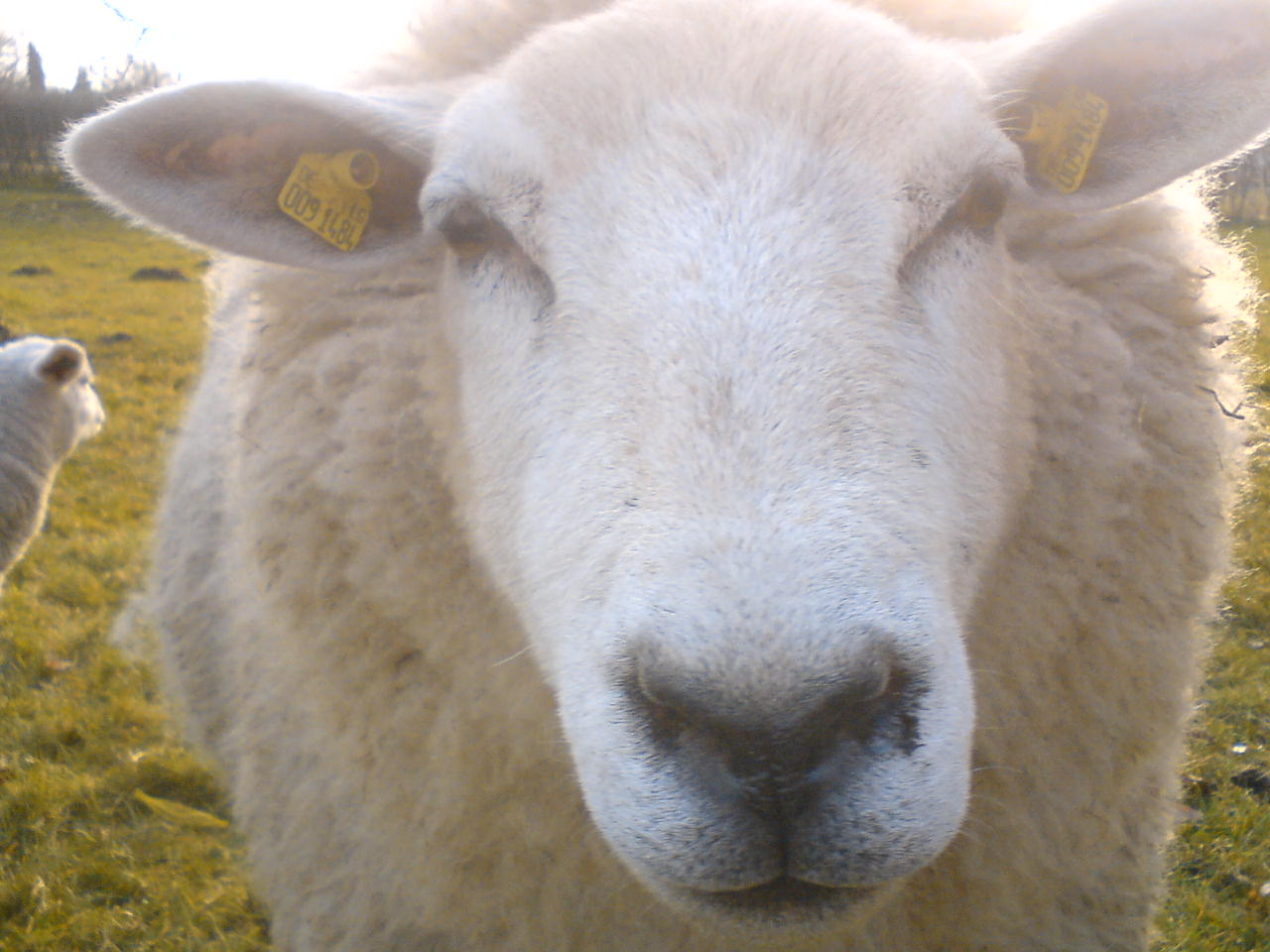 Das Schaf aus der Nachbarschaft