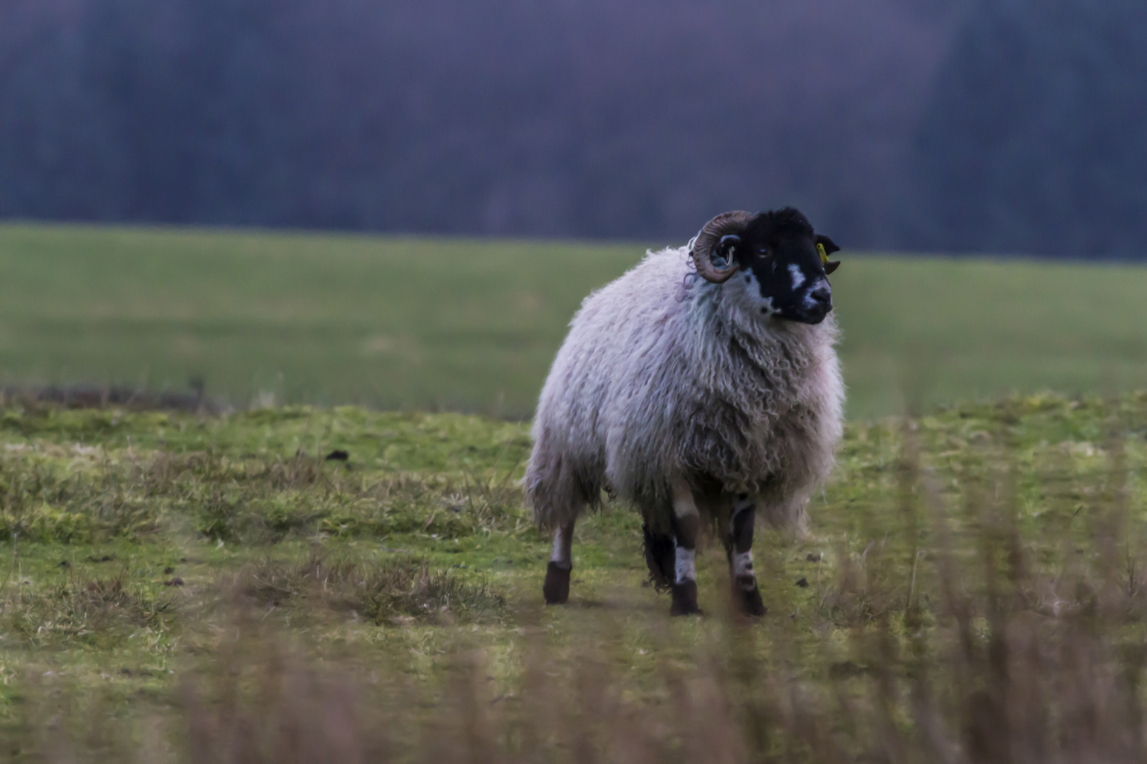 Das Schaf aus Nordengland